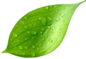 Koivunlehti ja Electroluxin energiamerkintä